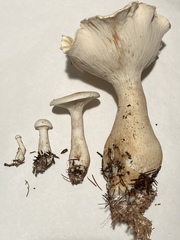 Agaricales