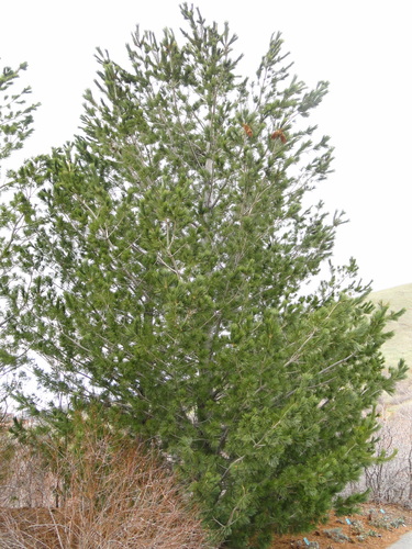 Border Pine