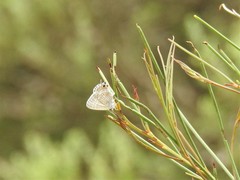 Theclinesthes miskini