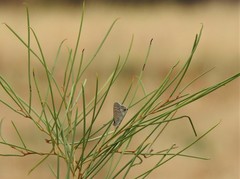 Theclinesthes miskini