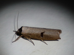 Pilostibes stigmatias