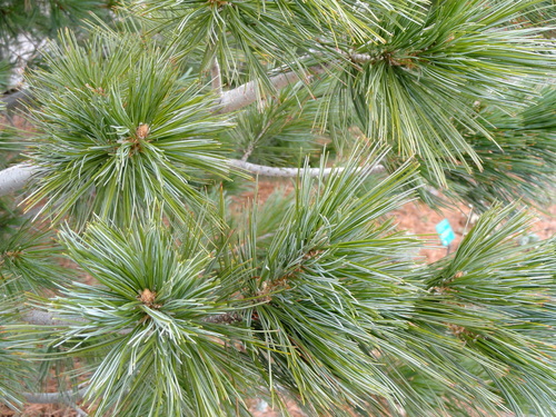 Border Pine