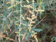Chenopodium nitrariaceum
