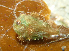 Eumicrotremus orbis
