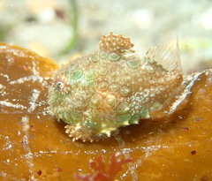 Eumicrotremus orbis