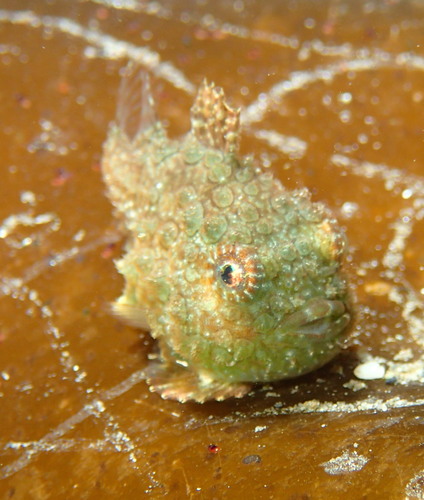 Pacific spiny lumpsucker (Eumicrotremus orbis) — Cyclopteridae — 2
