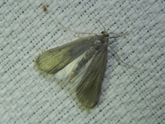 Parapoynx maculalis