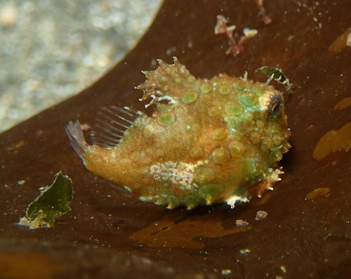 Pacific Spiny Lumpsucker