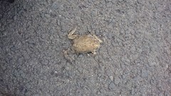 Duttaphrynus melanostictus