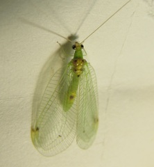 Leucochrysa insularis