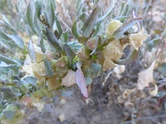 Atriplex lindleyi lindleyi