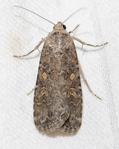 Beet Armyworm Moth