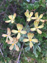 Pelargonium gibbosum