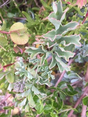 Pelargonium gibbosum