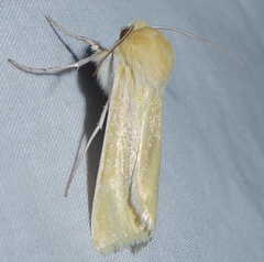 Copablepharon grandis