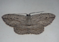 Scopula desita