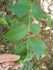 Capparis arborea