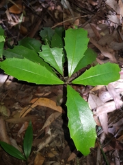 Polyosma cunninghamii