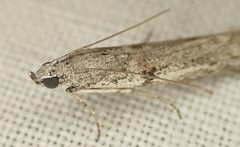 Homoeosoma vagella