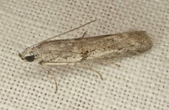 Homoeosoma vagella
