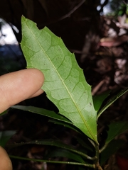 Polyosma cunninghamii