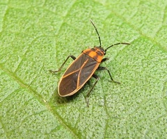 Ochrimnus lineoloides