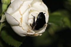 Drymaplaneta communis