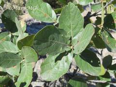 Quercus jonesii