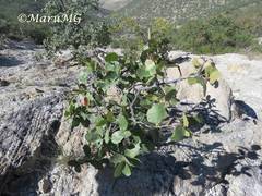 Quercus jonesii