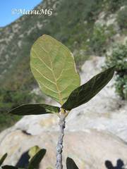 Quercus jonesii