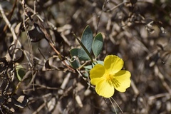 Dendromecon harfordii