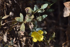 Dendromecon harfordii