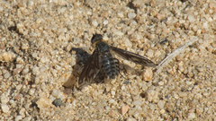 Poecilanthrax californicus