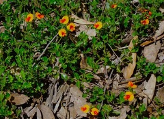 Podolobium procumbens