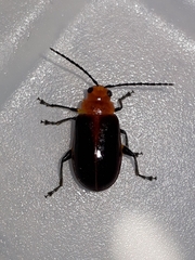 Platiprosopus