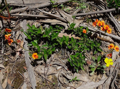 Podolobium procumbens