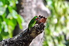 Psilopogon mystacophanos