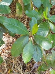 Quintinia verdonii