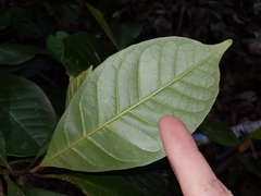 Quintinia verdonii