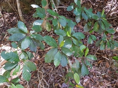 Quintinia verdonii