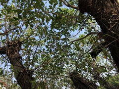 Ficus microcarpa microcarpa