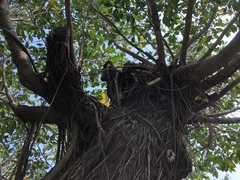Ficus microcarpa microcarpa