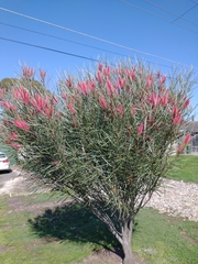 Hakea francisiana