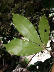 Melicope elleryana