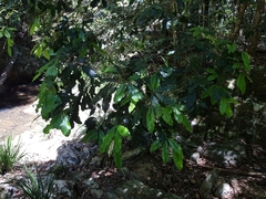 Melicope elleryana