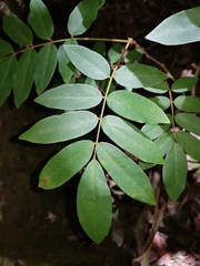 Austrosteenisia glabristyla