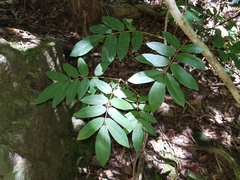 Austrosteenisia glabristyla