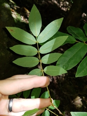 Austrosteenisia glabristyla