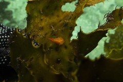 Candelabrum australe