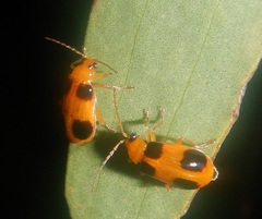 Aulacophora quadrimaculata